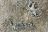 Crinoid Plate ( species) - Indiana #95203-7